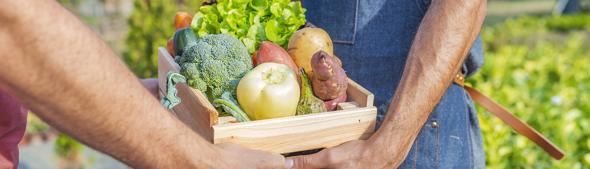 Agriculture, maraîchais, élevage, vente directe